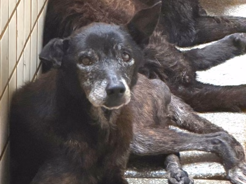 Tabby adult female mixed-breed dog, Large, shelter no. …1152