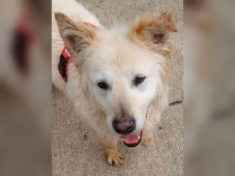 Cream adult male mixed-breed dog, Medium, shelter no. …4009